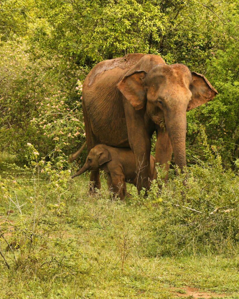 Auf diesem Bild sieht man wilde Elefanten in Udawalawe Sri Lanka im Rahmen der Sri Lanka Rundreise