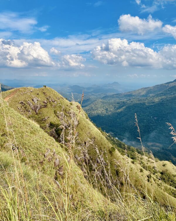 Blick aufs grüne Hochland